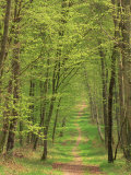 Narrow Path Through the Trees, Forest of Brotonne, Near Routout, Haute Normandie, France Photographic Print by Michael Busselle