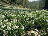 Carpet of Snowdrops in Spring, Snowdrop Valley, Near Dunster, Somerset, England, United Kingdom Fotografisk trykk av David Beatty Carpet of Snowdrops in Spring, Snowdrop Valley, Near Dunster, Somerset, England, United Kingdom Fotografisk trykk av David Beatty