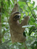 Three Toed Sloth, Manuel Antonio Park, Costa Rica, Central America Fotografisk trykk av Jean-luc Brouard