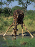Close-Up of a Single Southern Giraffe Bending Down Drinking, Kruger National Park, South Africa Photographic Print by Paul Allen