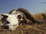 Skull of Cape Buffalo, Kruger National Park, South Africa, Africa Photographic Print by Paul Allen