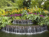 National Orchid Garden in Botanic Gardens, Singapore, Southeast Asia Photographie par Pearl Bucknall