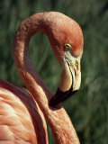 Flamingo Photographic Print by Steve Bavister