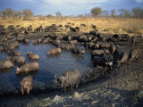 Herd of Cape Buffalo Drinking at a Water Hole, Kruger National Park, South Africa Photographic Print by Paul Allen