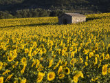 Field of Sunflowers, Provence, France, Europe Photographie par Angelo Cavalli