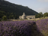 Senanque Abbey and Lavender Field, Vaucluse, Provence, France, Europe Photographie par Angelo Cavalli