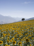 Sunflowers, Near Ronda, Andalucia, Spain, Europe Fotografisk trykk av Mark Banks Sunflowers, Near Ronda, Andalucia, Spain, Europe Fotografisk trykk av Mark Banks