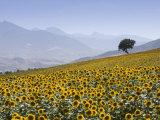 Sunflowers, Near Ronda, Andalucia, Spain, Europe Fotografisk trykk av Mark Banks Sunflowers, Near Ronda, Andalucia, Spain, Europe Fotografisk trykk av Mark Banks