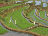 Rice Terraces with Bird Scarers in Guangxi, China Photographic Print by Gina Corrigan