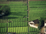 Aerial View of Typical Vegetable Plots, Irrigation and Manure Pits in Guangdong Province, China Photographic Print by Gina Corrigan