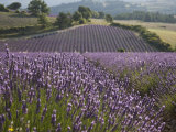 Lavender Fields, Sault En Provence, Vaucluse, Provence, France, Europe Photographie par Angelo Cavalli