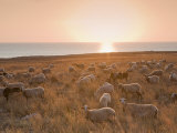 Flock of Sheep at Sunset by the Sea, Near Erice, Western Sicily, Italy, Europe Fotografisk trykk av Mark Banks Flock of Sheep at Sunset by the Sea, Near Erice, Western Sicily, Italy, Europe Fotografisk trykk av Mark Banks