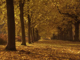 Lime Tree Avenue in Autumn Colours, Clumber Park, Worksop, Nottinghamshire, England, United Kingdom Fotografiskt tryck av Neale Clarke Lime Tree Avenue in Autumn Colours, Clumber Park, Worksop, Nottinghamshire, England, United Kingdom Fotografiskt tryck av Neale Clarke
