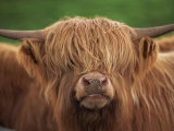 Close-Up of the Head of a Shaggy Highland Cow with Horns, Looking at the Camera, Scotland, UK Fotografiskt tryck av Neale Clarke Close-Up of the Head of a Shaggy Highland Cow with Horns, Looking at the Camera, Scotland, UK Fotografiskt tryck av Neale Clarke