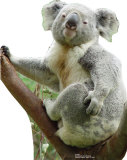 Koala Bear Stand Up