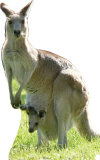 Kangaroo Stand Up Kangaroo Stand Up