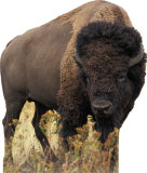 Bisonte Imagen a tamaño natural Bisonte Imagen a tamaño natural