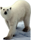 Polar Bear Stand Up