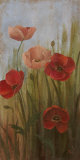 Poppy Morning Glory II Pósters por Nan