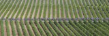 Peloton Rides Through Vineyards in Third Stage of Tour de France, July 6, 2009 Lámina fotográfica