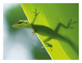 Here’s Looking at You Kid, Hawaiian Green Gecko Impressão giclée por Devon Stevens Here’s Looking at You Kid, Hawaiian Green Gecko Impressão giclée por Devon Stevens