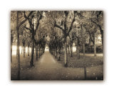 Rows of Trees Prints by Connie Wellnitz