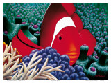 Poissons clowns Affiches par Mark Mackay