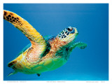 Hawaiian Green Sea Turtle Kunstdrucke von Theresa Young