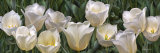 Eleven White Tulips Posters by Edward Loedding