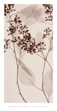 Eucalyptus II Plakater af Steven N. Meyers