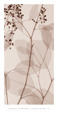 Eucalyptus III Posters par Steven N. Meyers