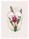 Hawaiian Cattleya Orchid Art by Ted Mundorff Hawaiian Cattleya Orchid Art by Ted Mundorff