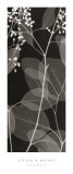Eucalyptus V Posters par Steven N. Meyers