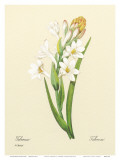 White Tuberose, c.1833 Art by Pierre-Joseph Redouté