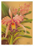 Pink Cattleya Orchid Flower Prints by Hale Pua Studio 