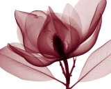 Red Magnolia I Affiches par Steven N. Meyers