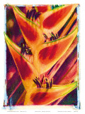 Hawaiian Heliconia Posters by Joanne Bolton