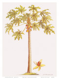 Papaya Tree, Botanical Illustration, 18th Century Posters by Georg Dionysius Ehret