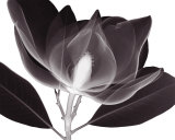 Magnolia Posters by Steven N. Meyers