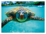Honu, Hawaiian Sea Turtle Poster by Kirk Lee Aeder