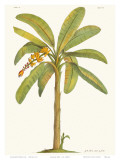 Banana Tree, 18th Century Kunstdrucke von Georg Dionysius Ehret