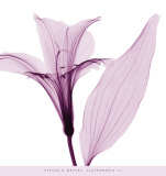 Alstromeria III Posters por Steven N. Meyers Alstromeria III Posters por Steven N. Meyers