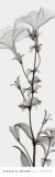 Tall Petunia Prints by Steven N. Meyers