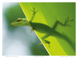 Here’s Looking at You Kid, Hawaiian Green Gecko Kunst von Devon Stevens