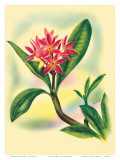 Pink Plumeria, from In An Old Hawaiian Garden c.1947 Posters by Ted Mundorff