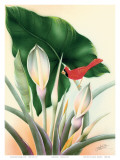 Hawaiian Red Cardinal, c.1940s Posters by Frank Oda