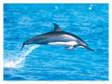 Hawaiian Spinner Dolphins Posters by Michael S. Nolan