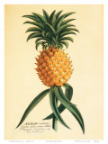 Ho’okipa, Hawaiian Pineapple c.1742 Prints by Georg Dionysius Ehret