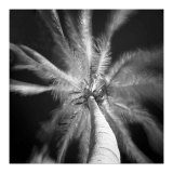 Palmera 1 Láminas por Jean-François Dupuis