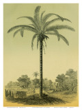 Astrocaryum Chambira Palm Tree, Botanical Illustration, c.1854 Poster by Ch. Lemaire